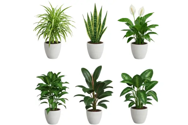 Você Sofre de Alergias? Essas 5 Plantas Vão Melhorar Sua Respiração em Casa