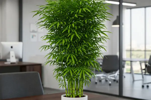 Palmeira-Bambu: A Melhor Planta para Ambientes com Ar-Condicionado