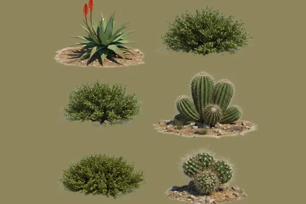 6 Plantas que Sobrevivem em Ambientes com Pouca Umidade