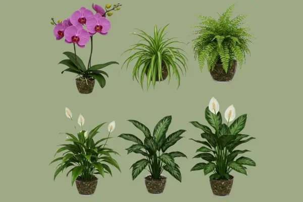 5 Plantas para Ambientes com Muita Umidade